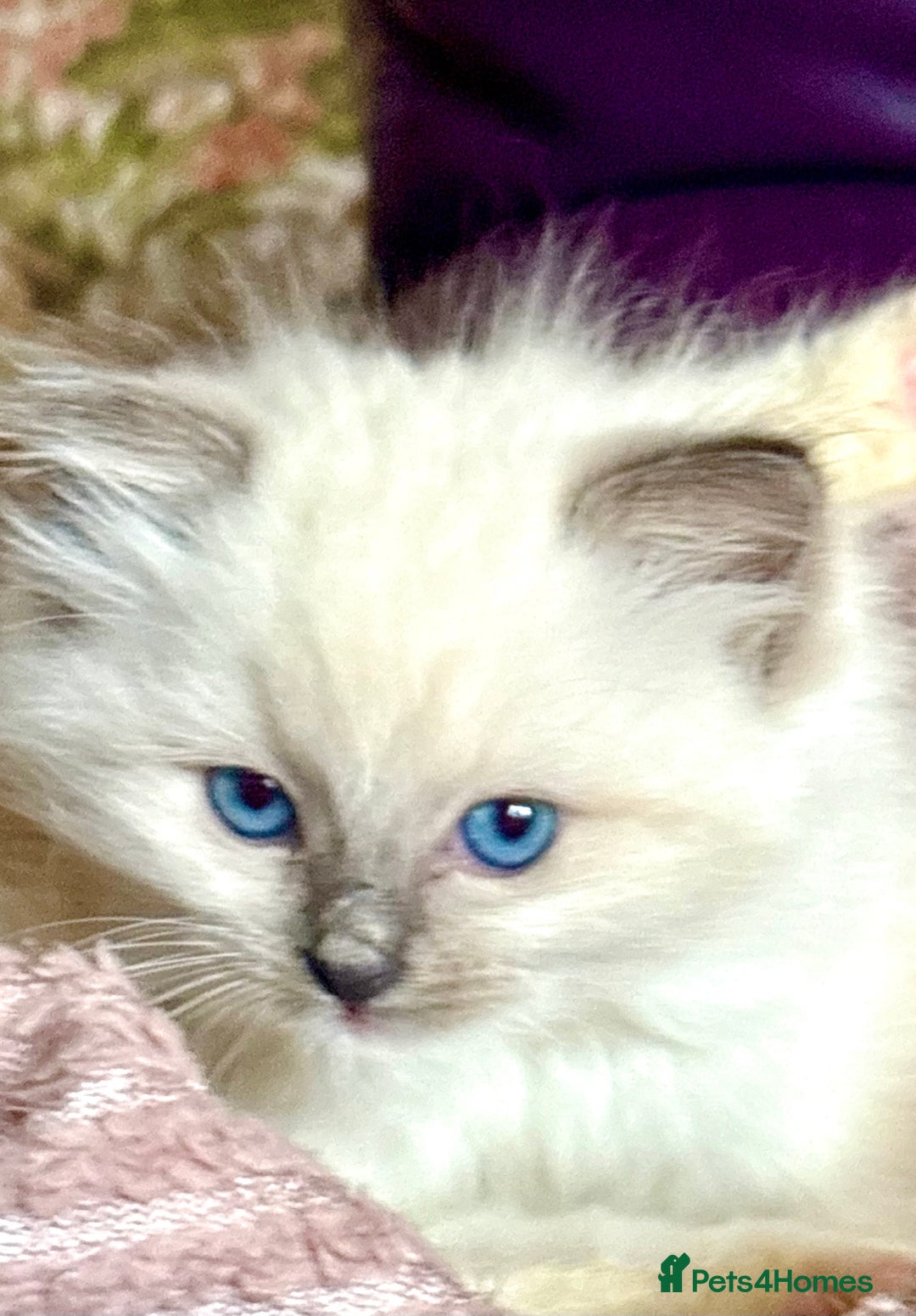 Ragdoll cats for sale: Ragdoll Kittens ready now* - Image 14