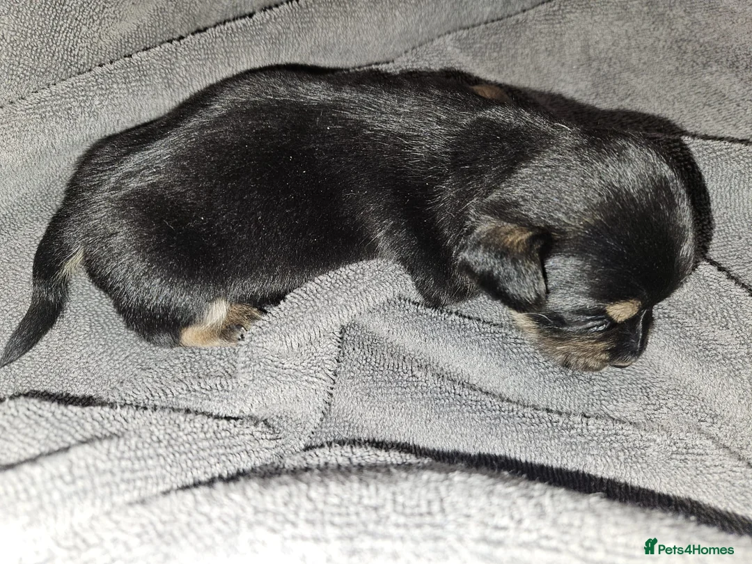 Jack Russell dogs for sale: Jack russle puppies  - Advert 14