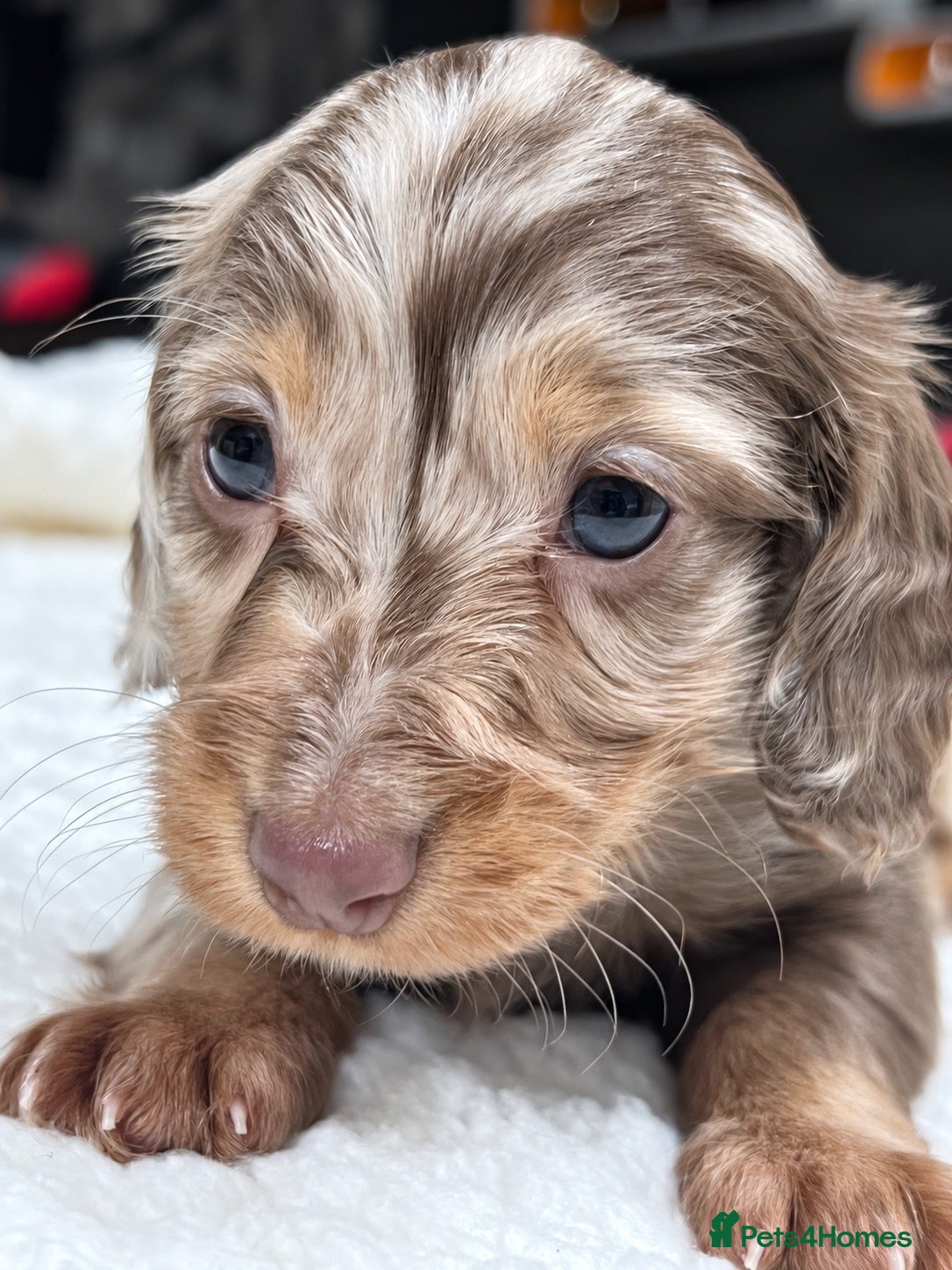 Miniature Dachshund dogs for sale: Tiny KC Longhair Dachshunds  Chocolate & Dapple - Advert 2