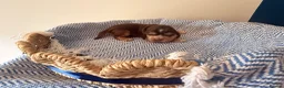 Cocker Spaniel dogs for sale: Outstanding KC registered Cocker Spaniel Puppies  - Advert 10
