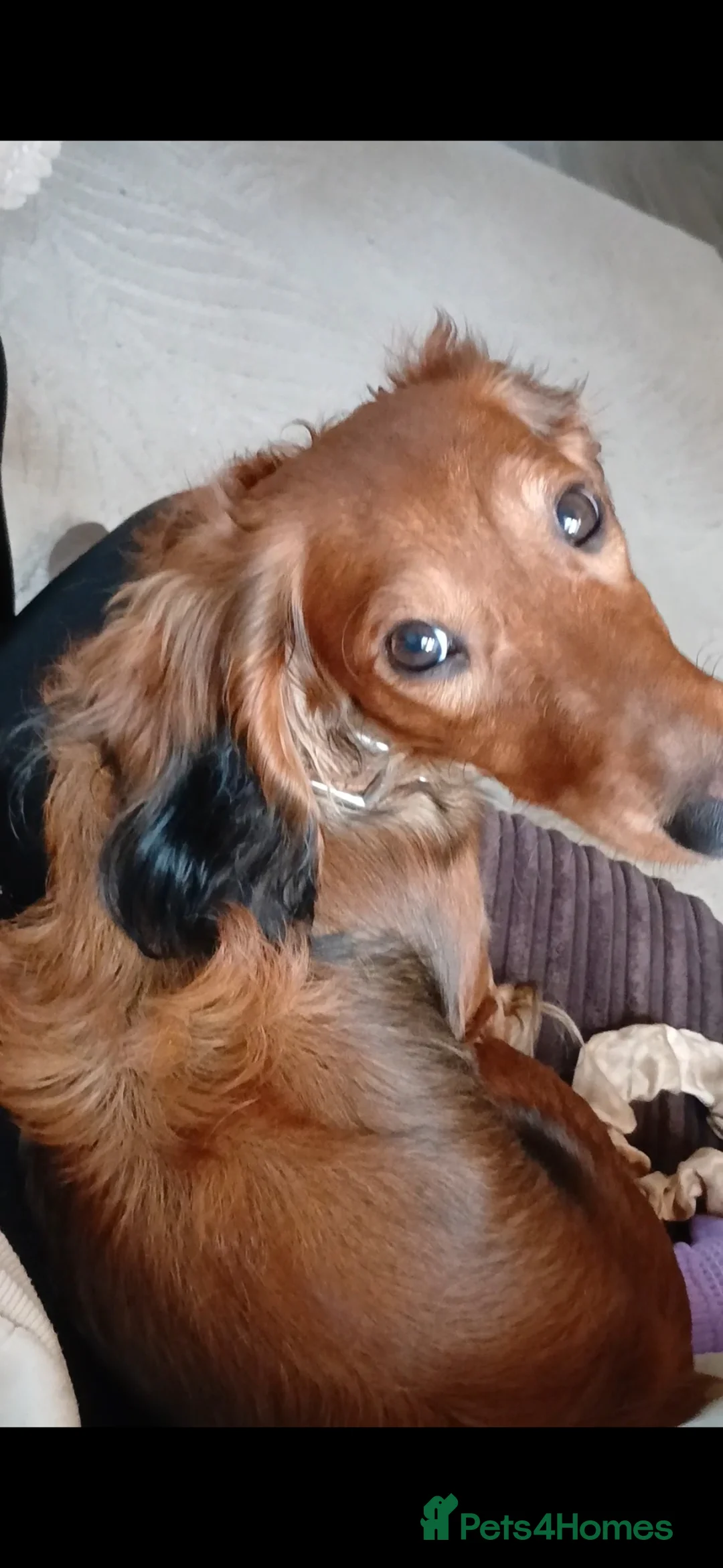 Dachshund dogs for sale: Beautiful longhaired red miniature girl - Advert 2