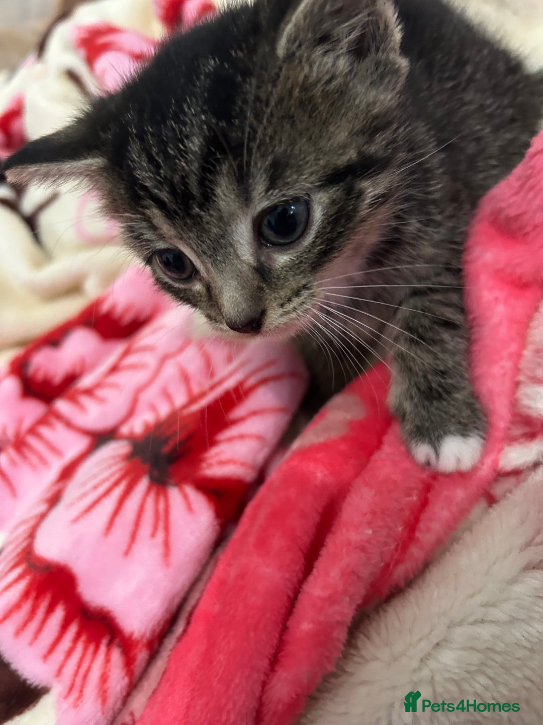 British Shorthair cats for sale: 4 tabby kittens for sale (2 boys 2 girls) - Advert 15