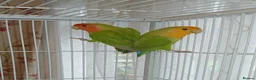 Lovebirds birds for sale: Lovebird Pairs for From £ 50 pair, Milton Keynes in Milton Keynes - Advert 4