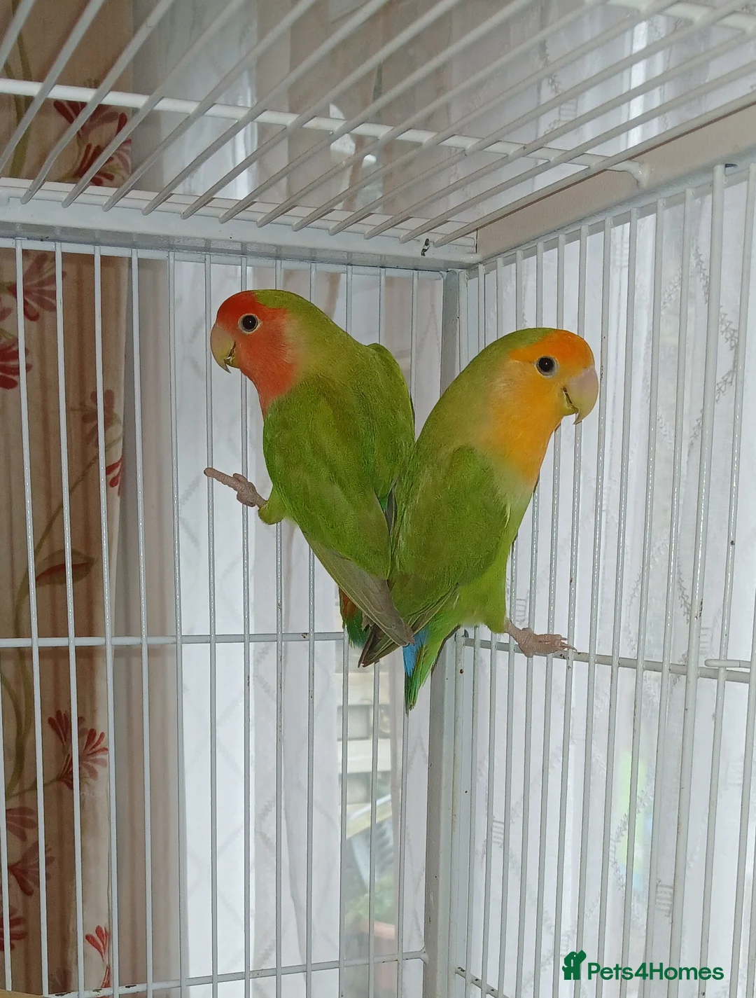 Lovebirds birds for sale: Lovebird Pairs for From £ 50 pair, Milton Keynes in Milton Keynes - Advert 4