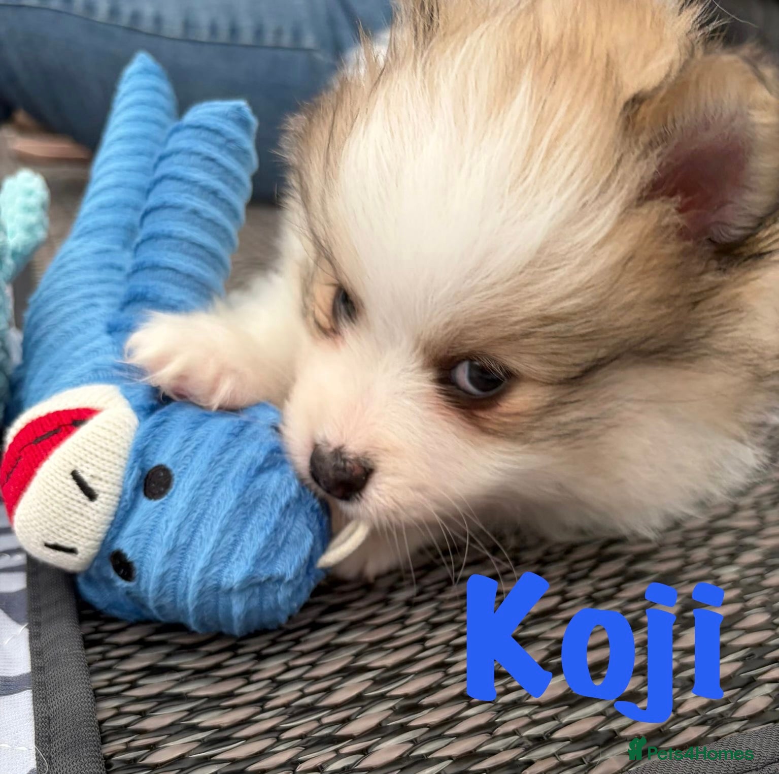 Pomeranian dogs for sale: Pomeranian Puppies Available To Reserve Now in Manchester - Advert 12