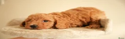 Cockapoo dogs for sale: Gorgeous Cockapoo For Sale  - Advert 3