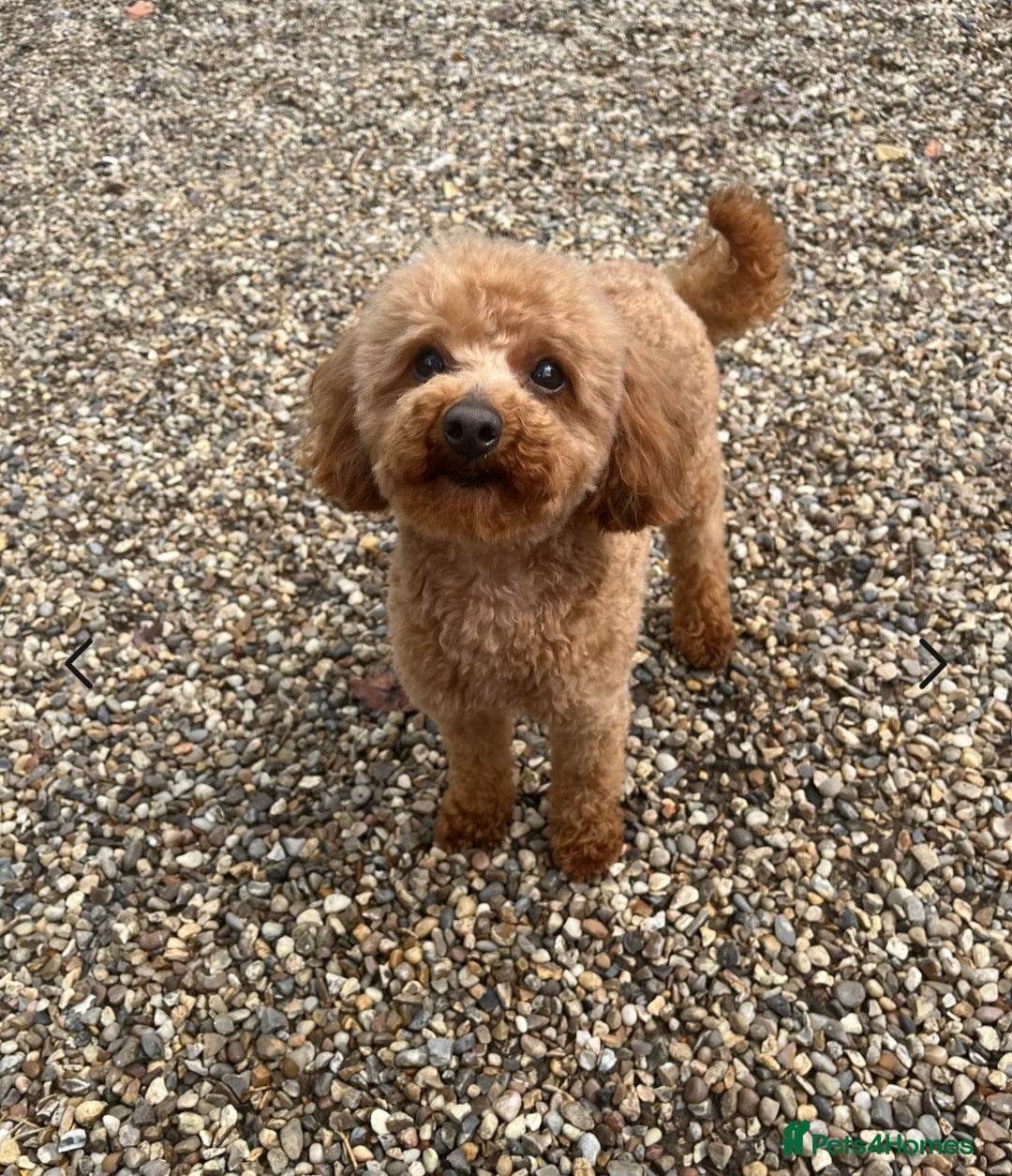 Toy Poodle dogs for sale: Beautiful RED & APRICOT Toy Poodles  - Advert 11