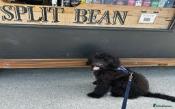 Bernedoodle dogs for sale: Jamie - Image 7