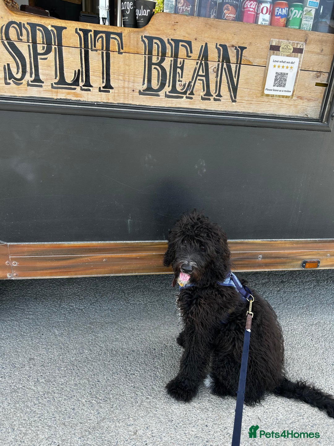 Bernedoodle dogs for sale: Jamie - Image 7