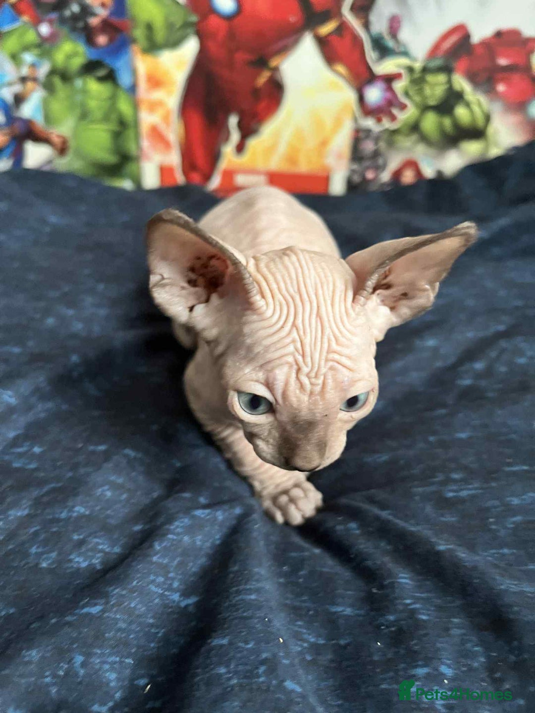 Sphynx cats for sale: Sphynx kittens  - Image 10