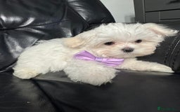 Maltese dogs for sale: 🥰 Gorgeous puppies 🥰🥰 - Image 6