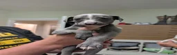 Whippet dogs for sale: Whippet pups  in Leyland - Advert 6