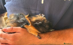 Guinea Pig rodents for sale: 2 male guinea pigs  - Image 8