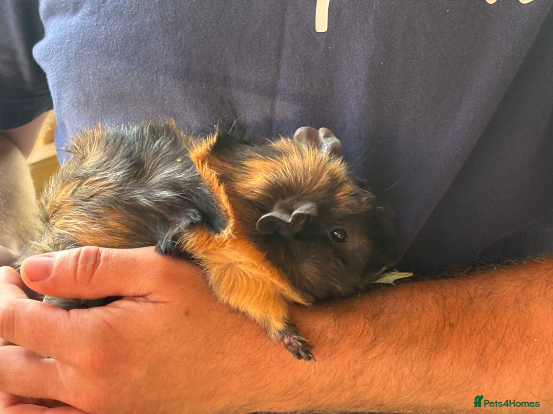 Guinea Pig rodents for sale: 2 male guinea pigs  - Image 8
