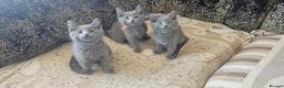 Russian Blue cats for sale: **TICA full pedigree Russian Blue kittens - Advert 14