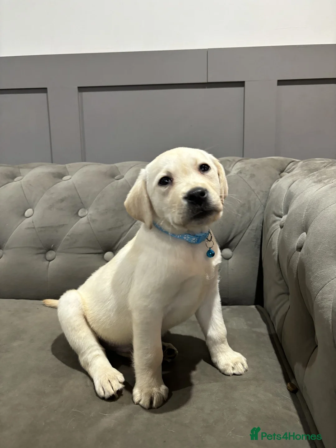 Labrador Retriever dogs for sale: New Litter of Labradors - Ready for Training  - Advert 2