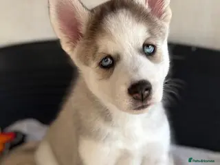 Siberian Husky dogs READY TO BE VIEWED! Gorgeous husky puppies! - Advert 2