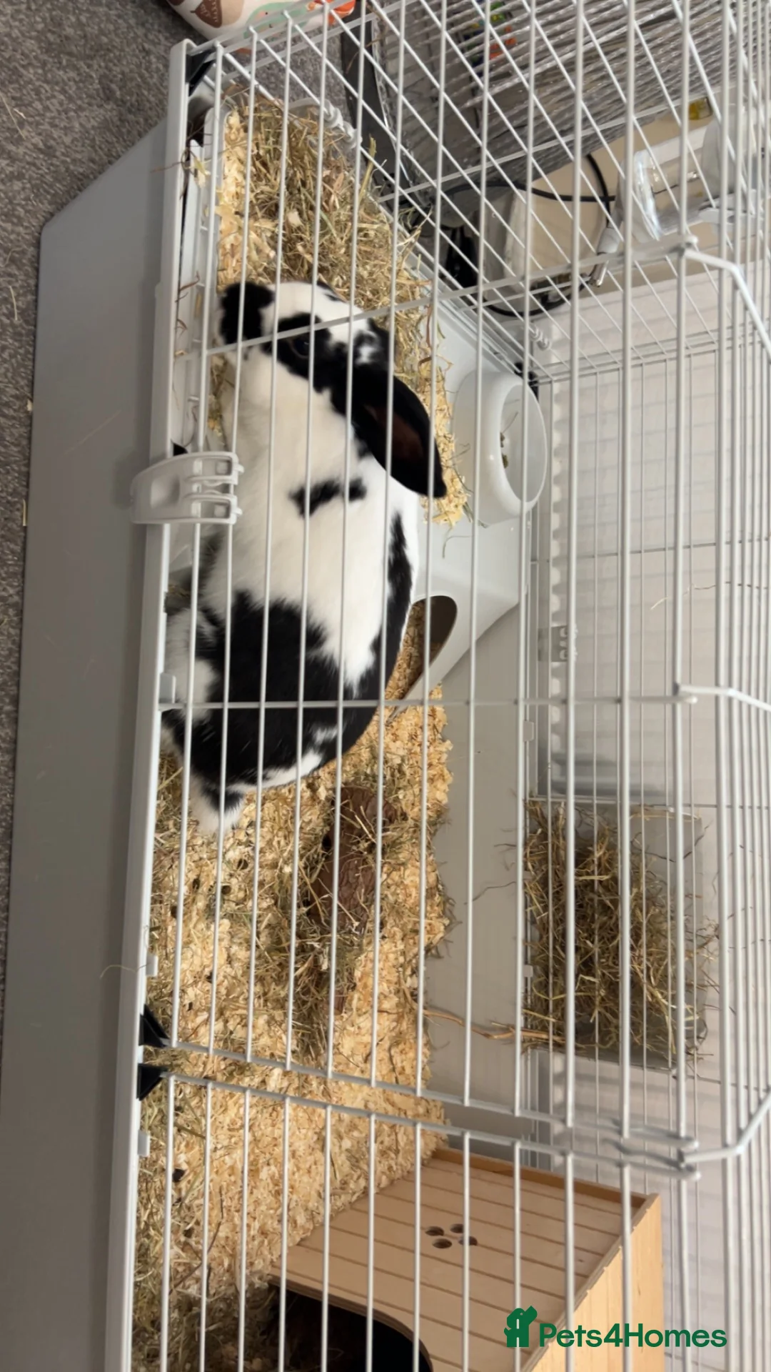Mixed Breed rabbits for sale: Two female rabbits(Pair only) in Dukinfield - Advert 2