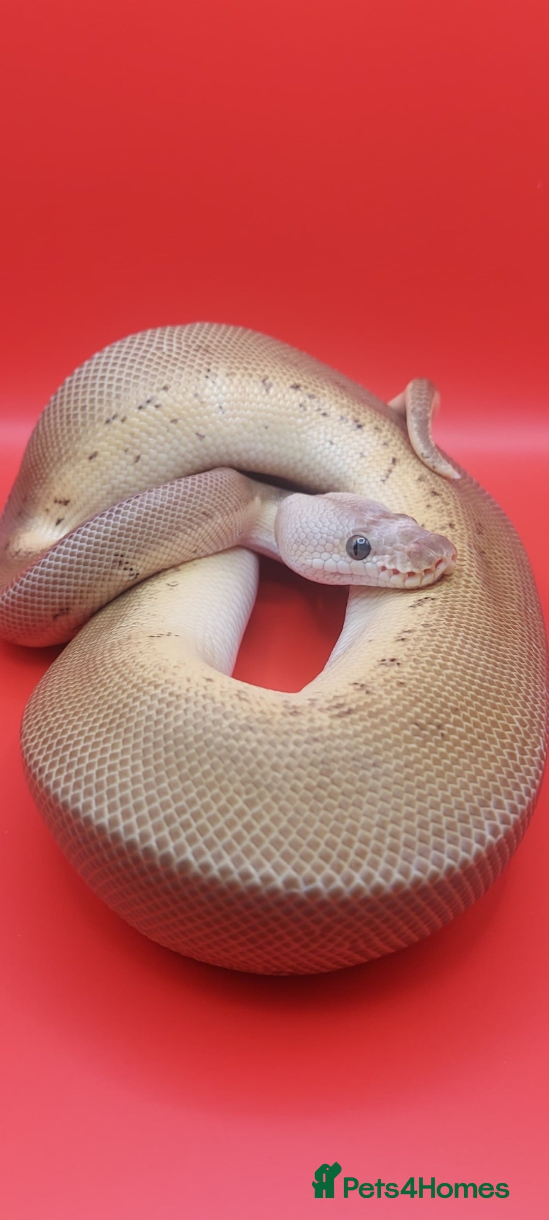 Python Snake reptiles for sale: Male batman clown - Advert 1