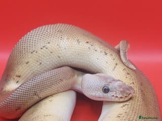 Python Snake reptiles Male batman clown - Advert 10