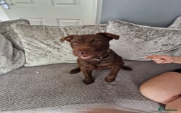 Patterdale Terrier dogs for stud: Patterdale terrier for stud  - Image 2
