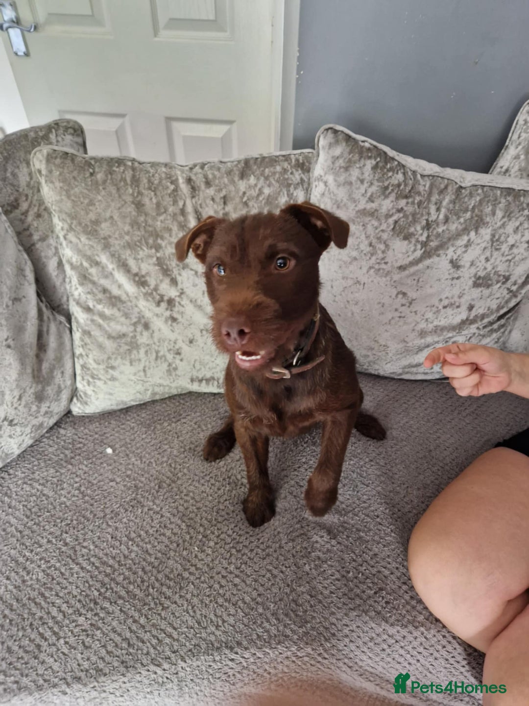 Patterdale Terrier dogs for stud: Patterdale terrier for stud  - Image 2