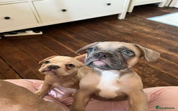 French Bulldog dogs for sale: One Beautiful Boy Left  - Image 2