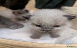 Ragdoll cats for sale: ragdoll kittens (only 1 boy left main picture) - Image 6