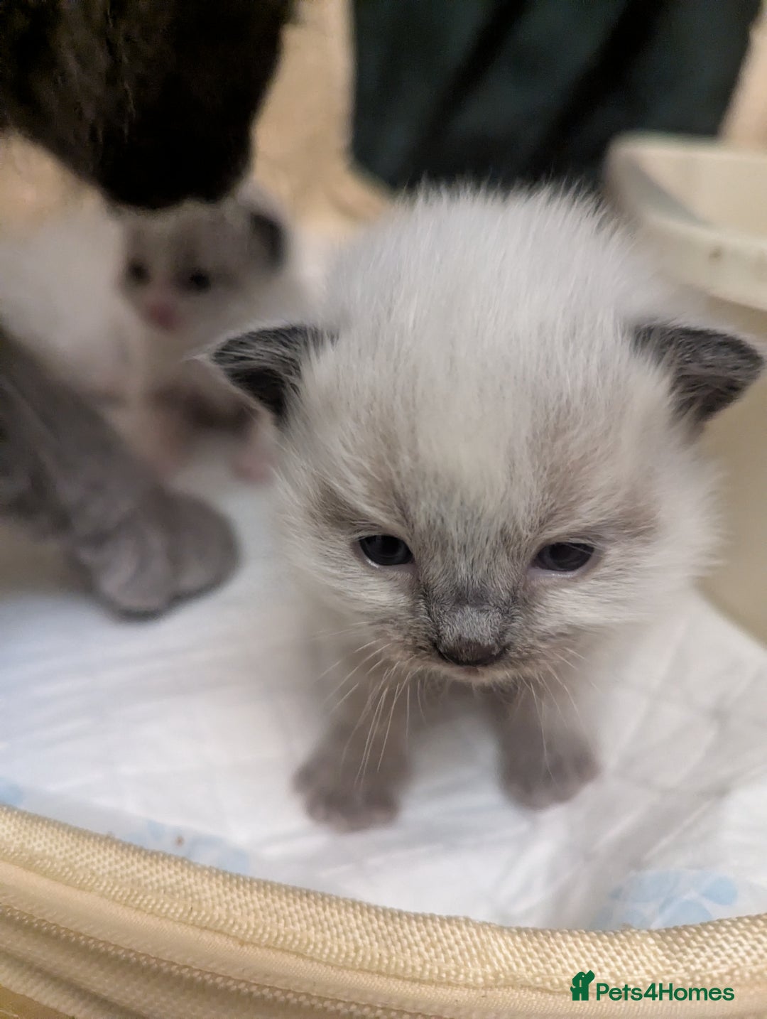 Ragdoll cats for sale: ragdoll kittens (only 1 boy left main picture) - Image 6