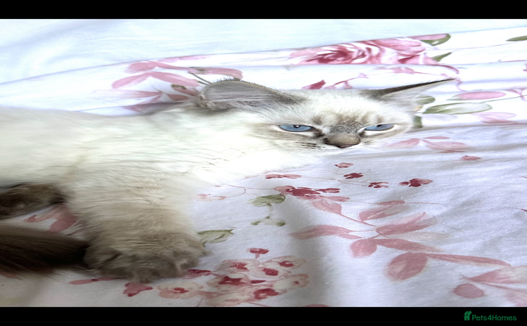 Ragdoll cats - Advert 2