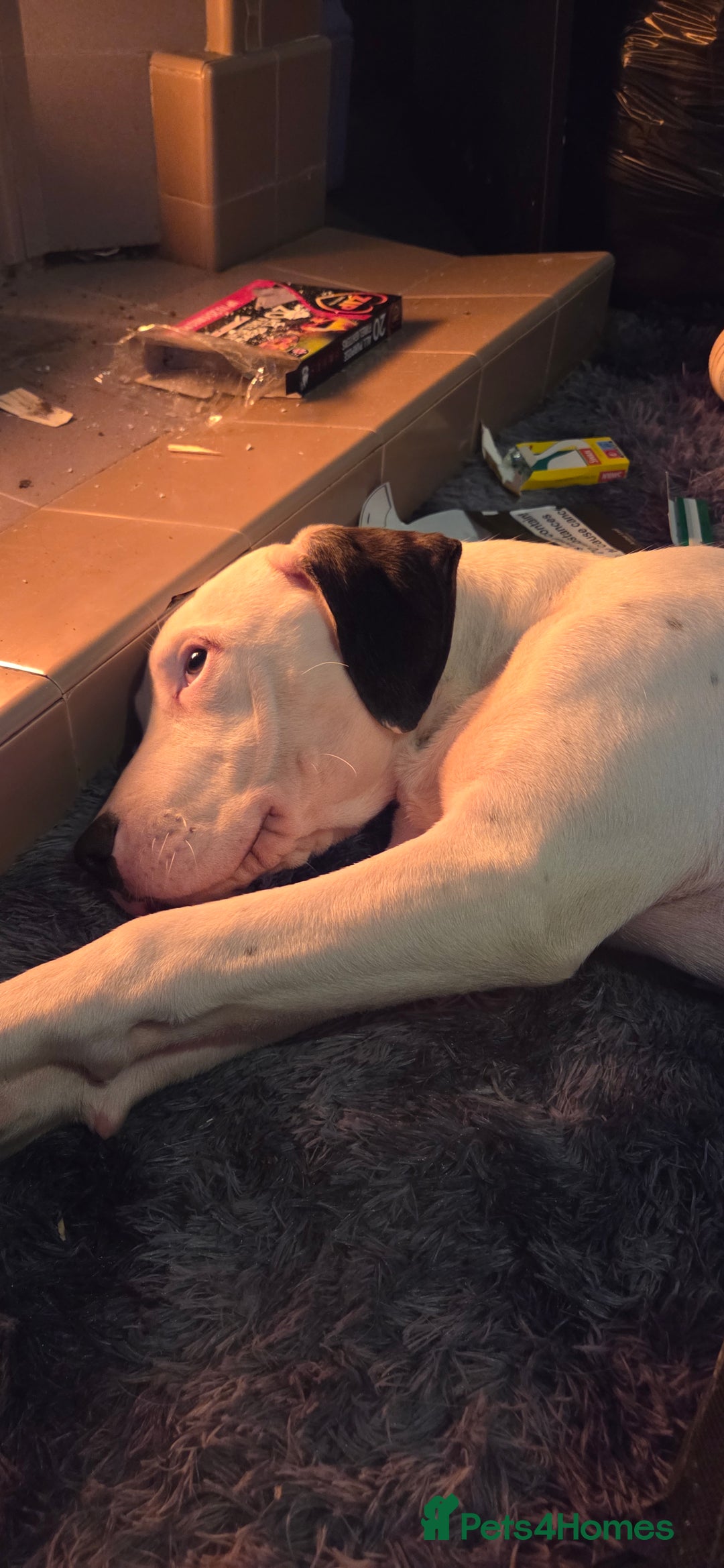 Mixed Breed dogs for sale: 1 girl puppy  - Advert 2