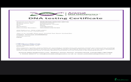 Bedlington Terrier dogs for stud: Bedlington terrier for std in Barnsley - Image 10