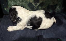 Cocker Spaniel dogs for sale: KC show cocker puppies black white blue roan - Image 12