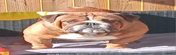 English Bulldog dogs for stud: BISCUIT for stud red and white boy - Advert 4