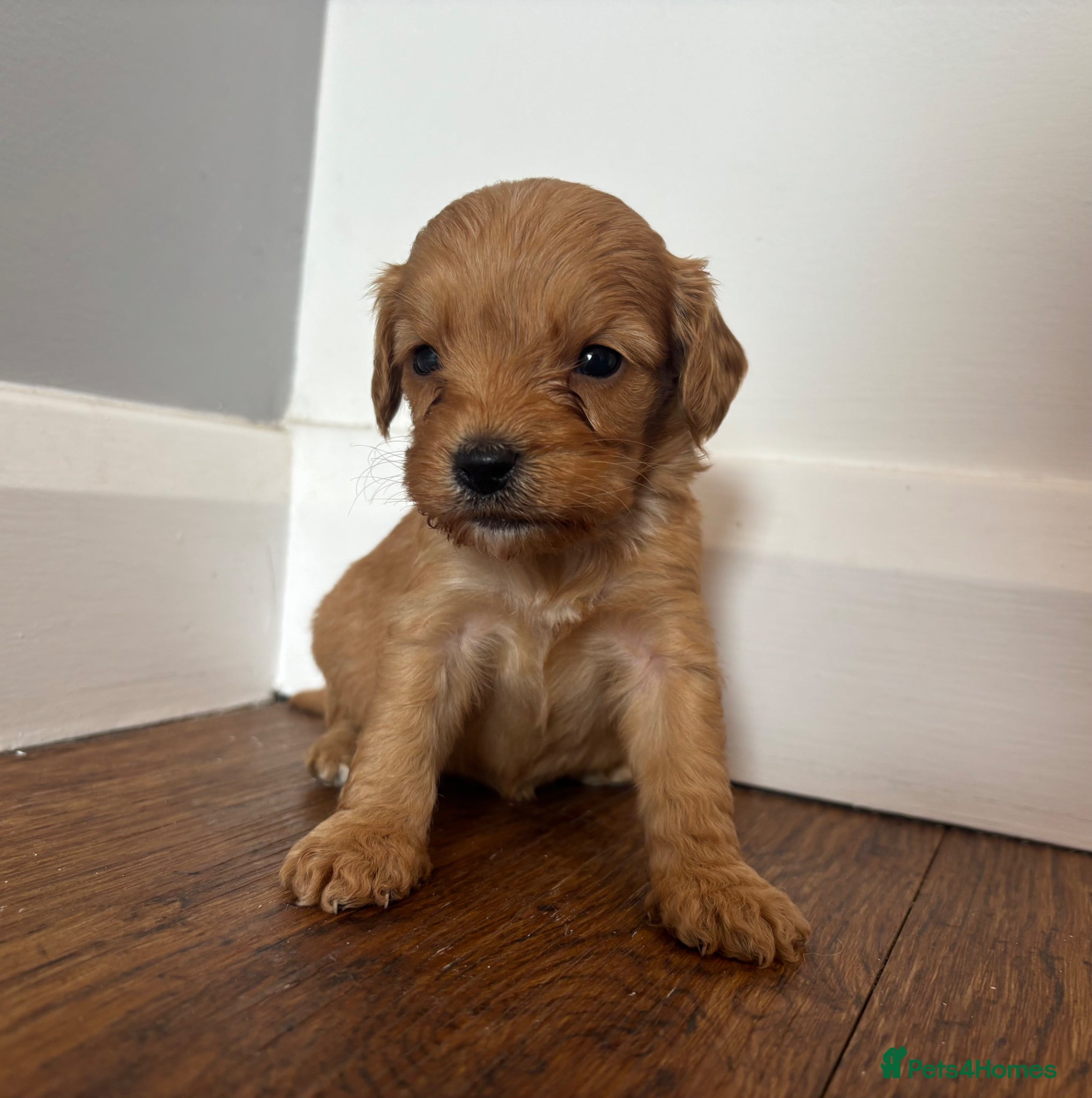 Cockapoo dogs F1 Cockapoo Puppies  - Advert 2