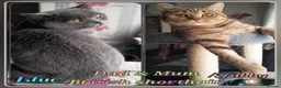 British Shorthair cats for sale: British Shorthair - Advert 9