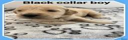 Mini Goldendoodle dogs for sale: 🐶 STUNNING F1 MINIATURE GOLDENDOODLES 🐶 - Advert 11