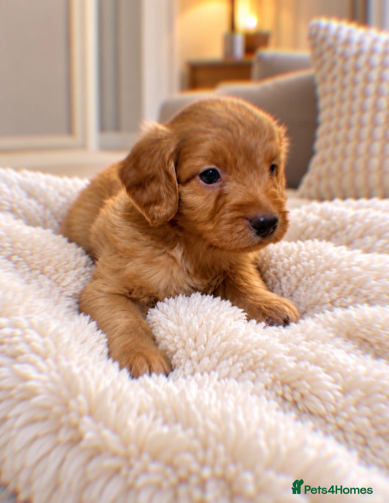 Cockapoo dogs F1 Beautiful cockapoo puppies 🐶  - Advert 15