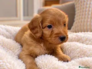 Cockapoo dogs F1 Beautiful cockapoo puppies 🐶 - Advert 15