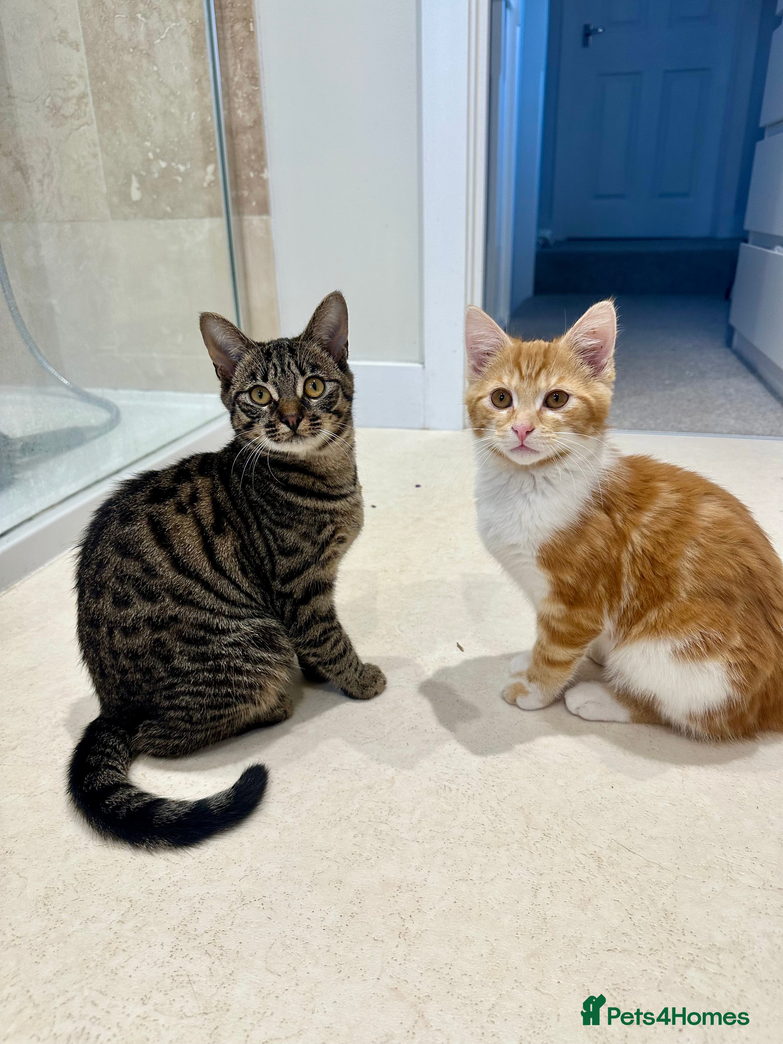 Mixed Breed cats Kitten’s for sale  - Advert 1