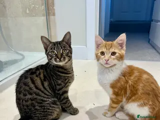 Mixed Breed cats Kitten’s for sale - Advert 1