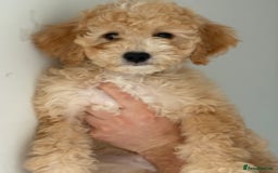 Cavapoochon dogs for sale: *REDUCED* last baby girlLeft  fully vaccinated  in Liverpool - Image 6