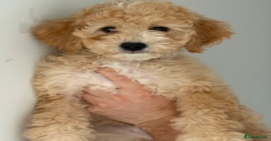 Cavapoochon dogs in Liverpool - Advert 9