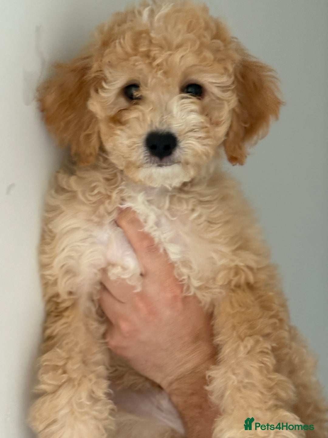 Cavapoochon dogs for sale: *REDUCED* last baby girlLeft  fully vaccinated  in Liverpool - Image 6