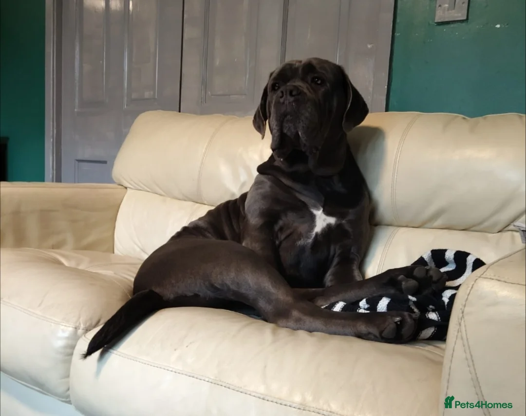 Cane Corso dogs for sale: Planned pregnancy beautiful blue cane corso litter - Advert 2
