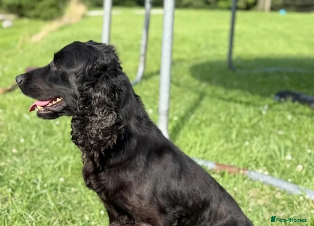 Cocker Spaniel dogs for sale: Stunning working cockers - Advert 2