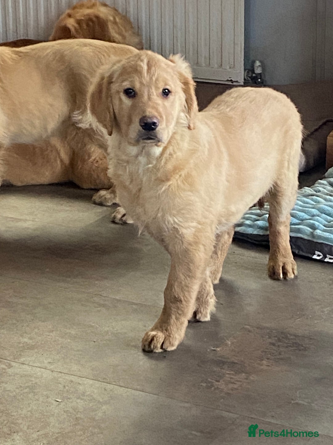 Golden Retriever dogs for sale: Golden retriever puppies  - Advert 4