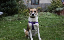 Mixed Breed dogs for adoption:  ❤️🐶Lanie 4-year-old girl with golden heart❤️🐶 - Advert 5