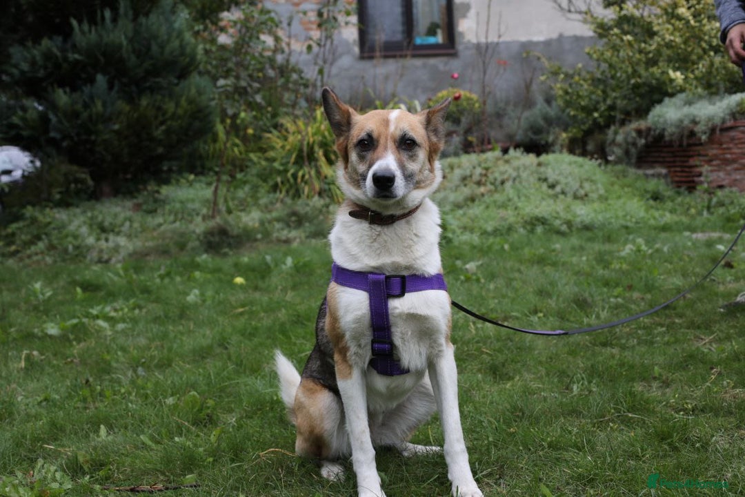 Mixed Breed dogs for adoption:  ❤️🐶Lanie 4-year-old girl with golden heart❤️🐶 - Advert 5
