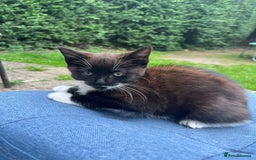 Mixed Breed cats for sale: Beautiful black kitten  - Image 2